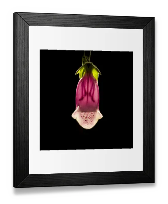 Framed Print : Foxglove (Digitalis purpurea) flower, backlit with stamens and style visible through corolla Framed Print : Foxglove (Digitalis purpurea) flower, backlit with stamens and style visible through corolla