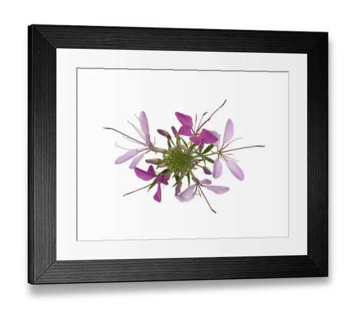 Framed Print : Spider flower (Cleome hassleriana) from above, flowers fading with age. Native to South America Framed Print : Spider flower (Cleome hassleriana) from above, flowers fading with age. Native to South America