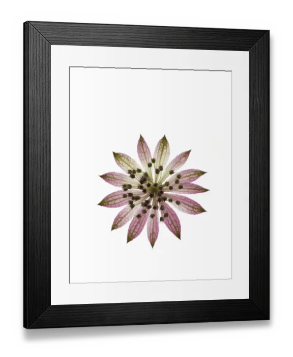 Framed Print : Masterwort (Astrantia sp) with pink bracts and tiny florets. Cultivated in garden Framed Print : Masterwort (Astrantia sp) with pink bracts and tiny florets. Cultivated in garden