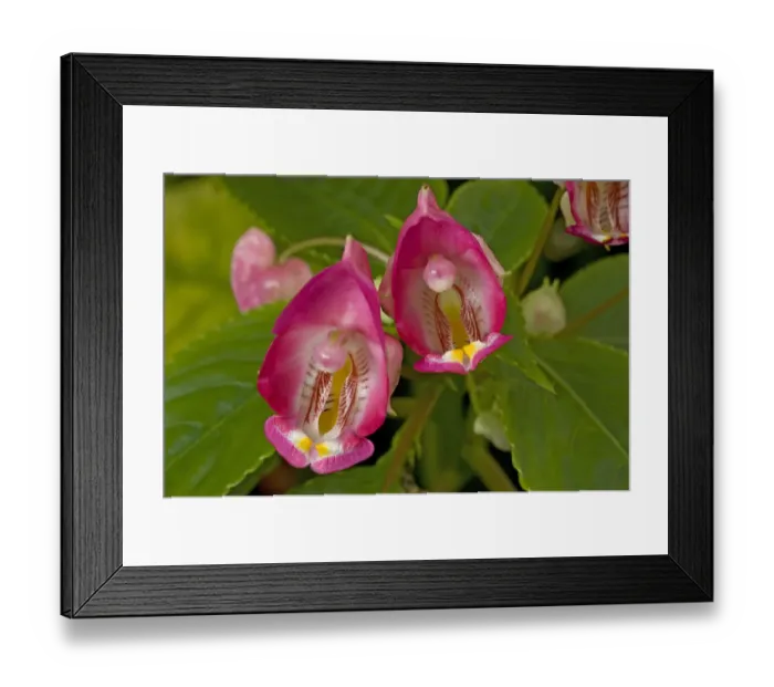 Framed Print : Balsam (Impatiens bicaudata) flowers with lines leading to nectaries Framed Print : Balsam (Impatiens bicaudata) flowers with lines leading to nectaries