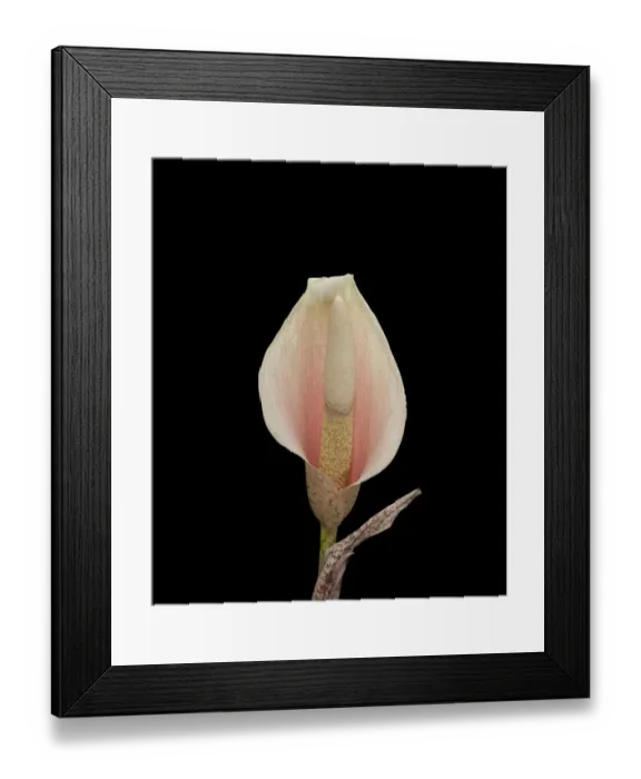 Framed Print : Voodoo lily (Amorphophallus bulbifer). Native to Asia Framed Print : Voodoo lily (Amorphophallus bulbifer). Native to Asia