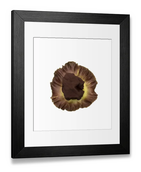 Framed Print : Elephant yam flower (Amorphophallus paeoniifolius) spadix surrounded by spathe Framed Print : Elephant yam flower (Amorphophallus paeoniifolius) spadix surrounded by spathe