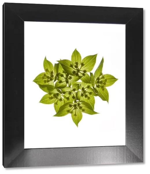 Thorowax (Bupleurum rotundifolium) umbel with green bracts, backlit in studio