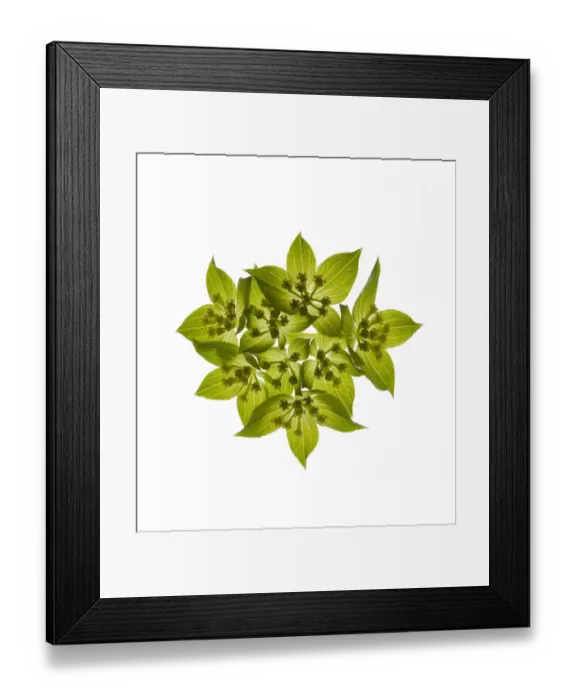 Framed Print : Thorowax (Bupleurum rotundifolium) umbel with green bracts, backlit in studio Framed Print : Thorowax (Bupleurum rotundifolium) umbel with green bracts, backlit in studio