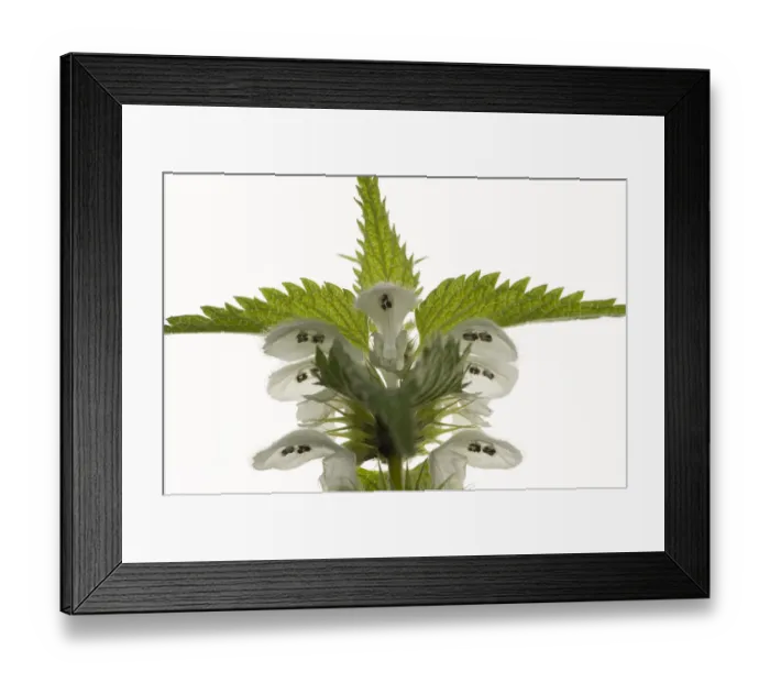 Framed Print : White dead nettle (Lamium album) with stamens protected from rain by overhanging upper lip Framed Print : White dead nettle (Lamium album) with stamens protected from rain by overhanging upper lip