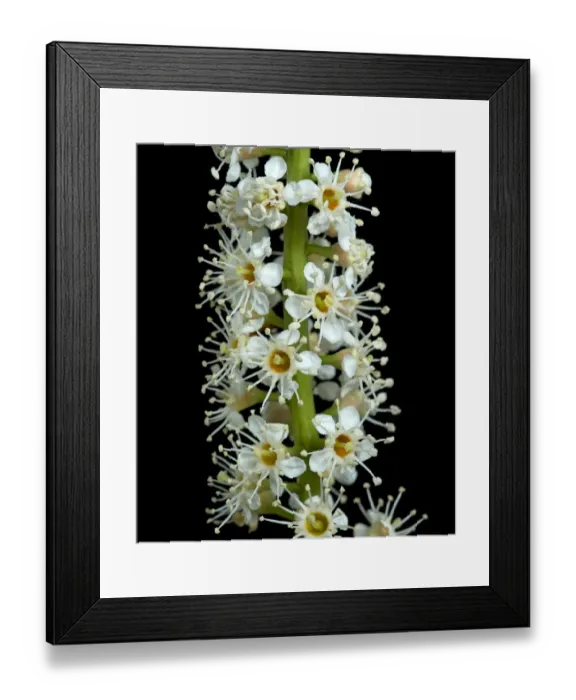 Framed Print : Cherry laurel (Prunus laurocerasus) flowers. England, UK. April. Controlled conditions