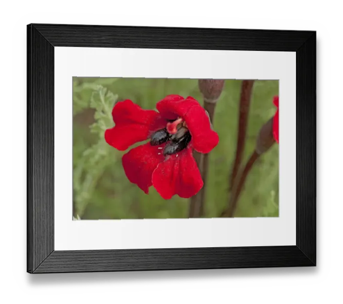 Framed Print : Bumblebee scarab beetles (Pygopleurus humeralis) feeding on Phelypaea flower (Phelypaea coccinea) Framed Print : Bumblebee scarab beetles (Pygopleurus humeralis) feeding on Phelypaea flower (Phelypaea coccinea)