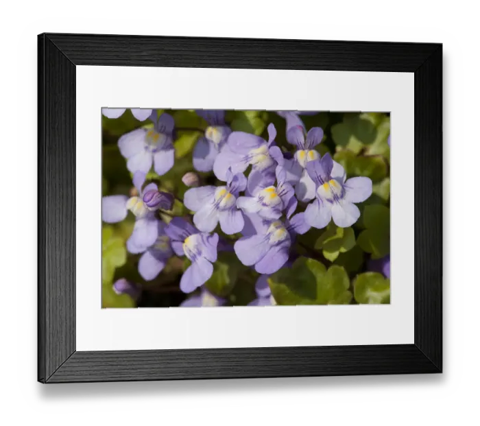 Framed Print : Ivy leaved toadflax (Cymbalaria muralis) flowers with orange nectar guides. Surrey, England, UK Framed Print : Ivy leaved toadflax (Cymbalaria muralis) flowers with orange nectar guides. Surrey, England, UK