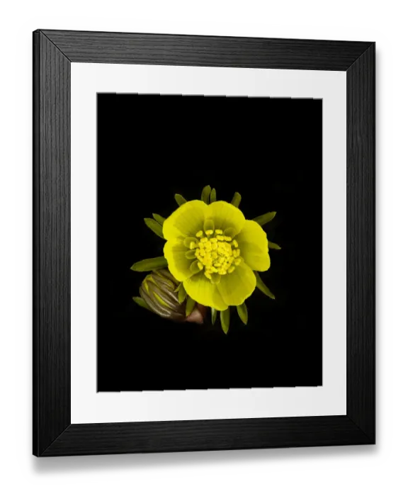 Framed Print : Winter aconite (Eranthis hyemalis) flower and bud. Ring of nectaries formed from petals Framed Print : Winter aconite (Eranthis hyemalis) flower and bud. Ring of nectaries formed from petals