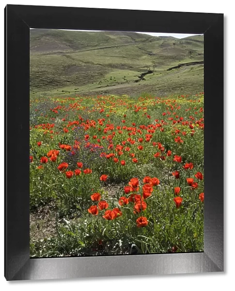 Grand-flowered horned poppies (Glaucium grandiflorum) in wildflower meadow. Southern Turkey