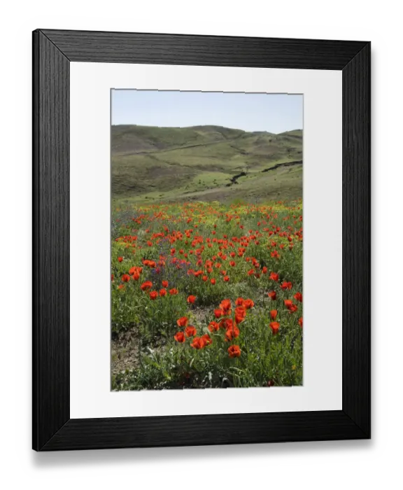 Framed Print : Grand-flowered horned poppies (Glaucium grandiflorum) in wildflower meadow. Southern Turkey Framed Print : Grand-flowered horned poppies (Glaucium grandiflorum) in wildflower meadow. Southern Turkey