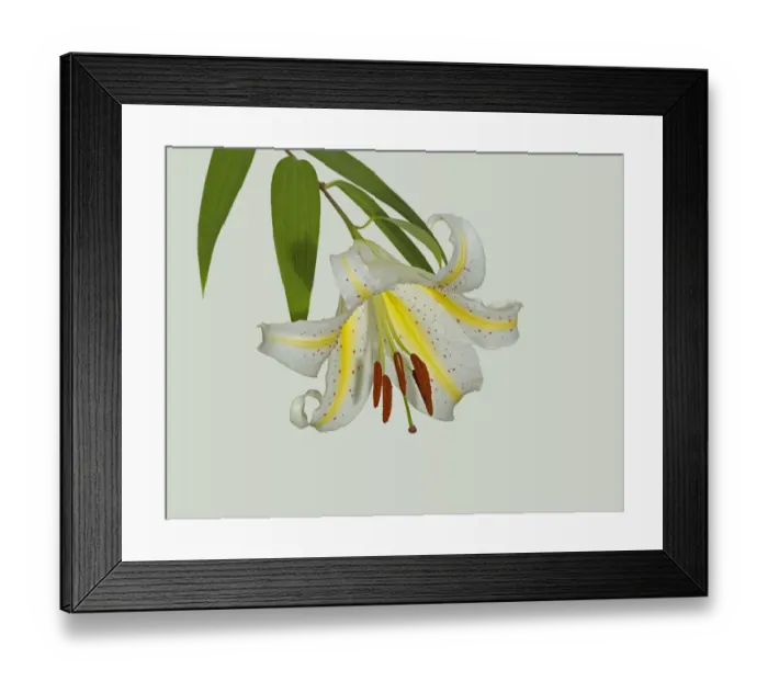 Framed Print : Gold band lily (Lilium auratum) flower. Yellow nectar guides lead pollinators to nectaries Framed Print : Gold band lily (Lilium auratum) flower. Yellow nectar guides lead pollinators to nectaries