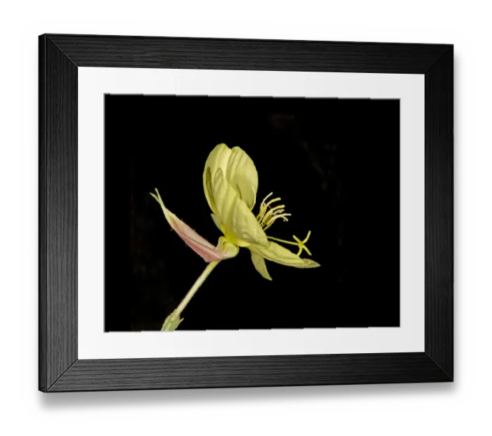 Framed Print : Evening primrose (Oenothera glazioviana) flowering at dusk in garden, Surrey, England, UK