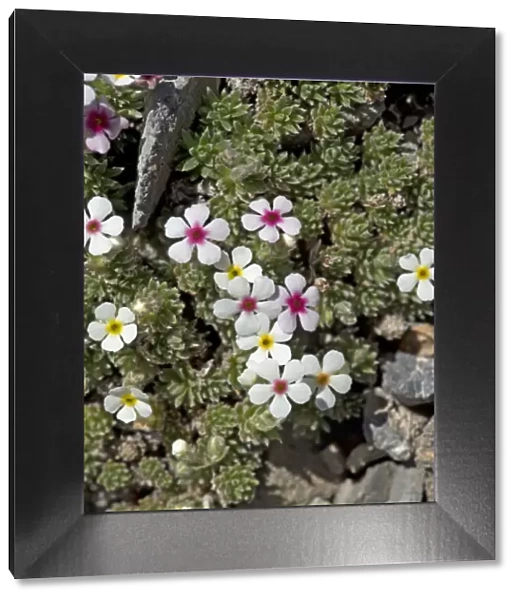 Rock jasmine (Androsace sericea) flowers
