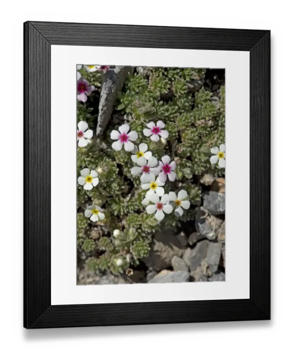 Framed Print : Rock jasmine (Androsace sericea) flowers Framed Print : Rock jasmine (Androsace sericea) flowers