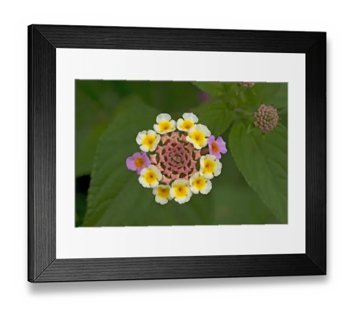Framed Print : Wild sage (Lantana camara), flowers turn pink following pollination. Native to tropical America Framed Print : Wild sage (Lantana camara), flowers turn pink following pollination. Native to tropical America