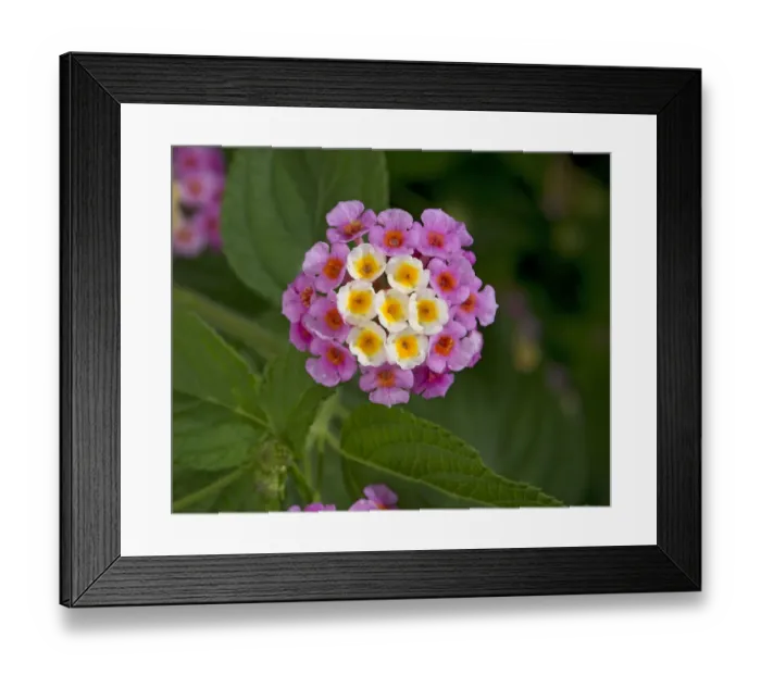 Framed Print : Wild sage (Lantana camara), flowers turn pink following pollination. Native to tropical America Framed Print : Wild sage (Lantana camara), flowers turn pink following pollination. Native to tropical America