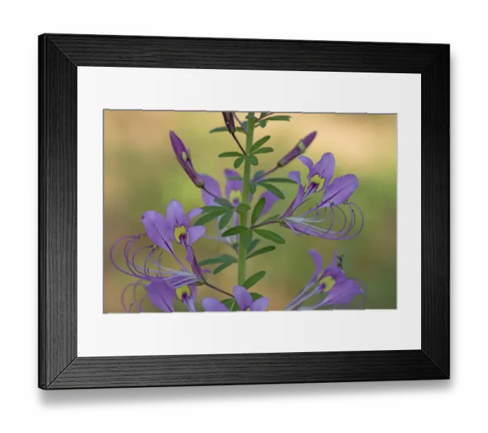 Framed Print : Spiderplant (Cleome hirta) flowerhead. Patterns on two banner petals serve as nectar guides Framed Print : Spiderplant (Cleome hirta) flowerhead. Patterns on two banner petals serve as nectar guides