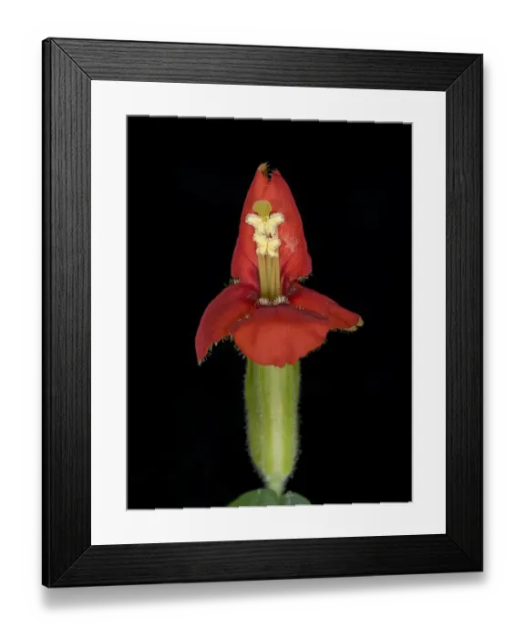 Framed Print : Scarlet monkey flower (Mimulus cardinalis)