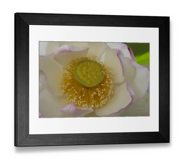 Framed Print : Sacred lotus (Nelumbo nucifera Charles Thomas ) flower. Cultivated in glasshouse Framed Print : Sacred lotus (Nelumbo nucifera Charles Thomas ) flower. Cultivated in glasshouse