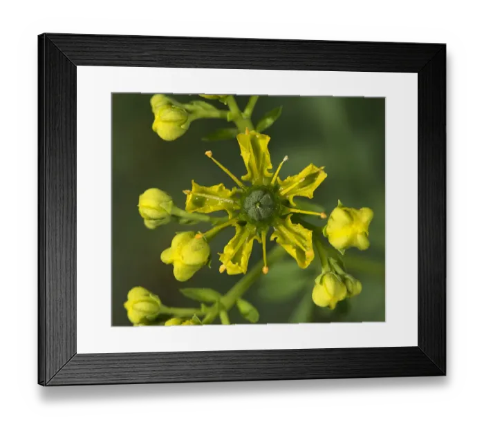 Framed Print : Common rue (Ruta graveolens) flower. Cultivated in herb garden, Surrey, England, UK Framed Print : Common rue (Ruta graveolens) flower. Cultivated in herb garden, Surrey, England, UK