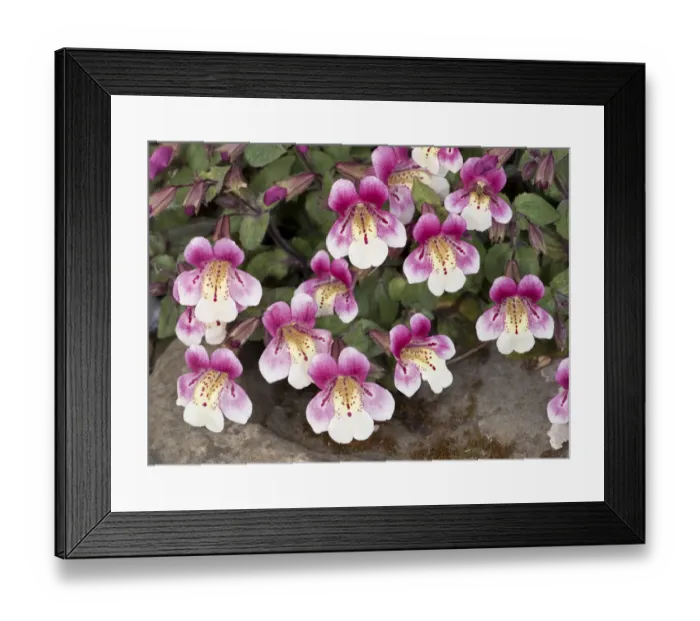 Framed Print : Chilean monkey flower (Mimulus naiandinus)