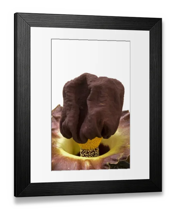 Framed Print : Elephant yam (Amorphophallus paeoniifolius) spathe with band of male flowers above Framed Print : Elephant yam (Amorphophallus paeoniifolius) spathe with band of male flowers above