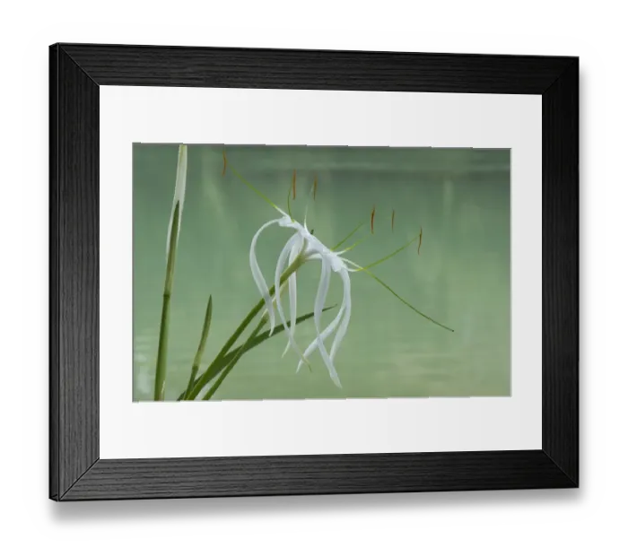 Framed Print : Spider lily (Hymenocallis sp) flowering beside Lacantun River, Chiapas, Mexico Framed Print : Spider lily (Hymenocallis sp) flowering beside Lacantun River, Chiapas, Mexico