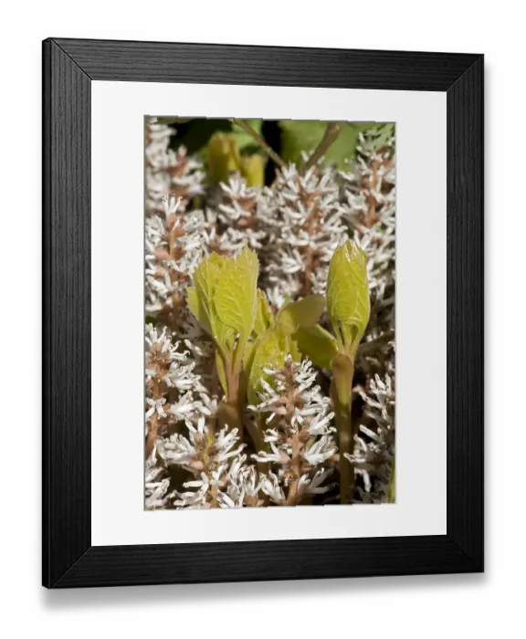 Framed Print : Allegheny spurge (Pachysandra procumbens) leaves emerging amongst flowers in garden Framed Print : Allegheny spurge (Pachysandra procumbens) leaves emerging amongst flowers in garden