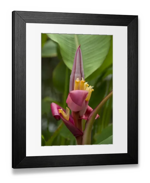 Framed Print : Hairy banana (Musa velutina) flowering in glasshouse, Kew Gardens, London, UK. Native to Himalayas Framed Print : Hairy banana (Musa velutina) flowering in glasshouse, Kew Gardens, London, UK. Native to Himalayas