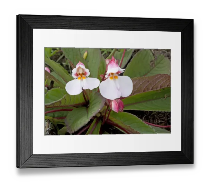 Framed Print : Balsam (Impatiens rosulata) with yellow nectar guides. Endemic to Kitulo Plateau, Tanzania Framed Print : Balsam (Impatiens rosulata) with yellow nectar guides. Endemic to Kitulo Plateau, Tanzania