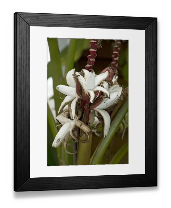 Framed Print : Hairy banana (Musa velutina), self peeling exposing flesh to aid seed dispersal by birds