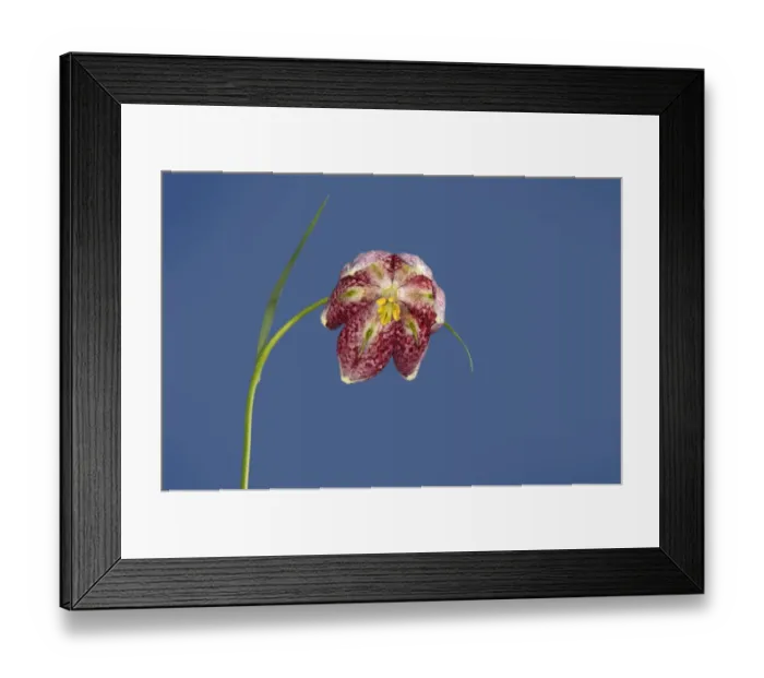 Framed Print : Snakes head fritillary (Fritillaria meleagris), view into flower with linear green nectaries Framed Print : Snakes head fritillary (Fritillaria meleagris), view into flower with linear green nectaries