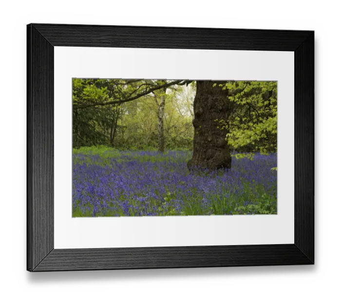 Framed Print : Bluebell (Hyacinthoides non-scripta) carpeting Conservation Area, Kew Gardens, London, UK Framed Print : Bluebell (Hyacinthoides non-scripta) carpeting Conservation Area, Kew Gardens, London, UK