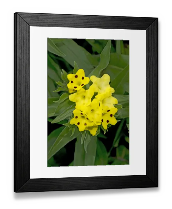 Framed Print : Prophet flowers (Arnebia pulchra) with dark spots that act as nectar guides. Caucasus, Russia Framed Print : Prophet flowers (Arnebia pulchra) with dark spots that act as nectar guides. Caucasus, Russia