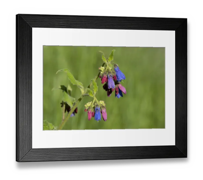 Framed Print : Prickly comfrey (Symphytum asperum), flowers open red and change to blue. Caucasus, Russia