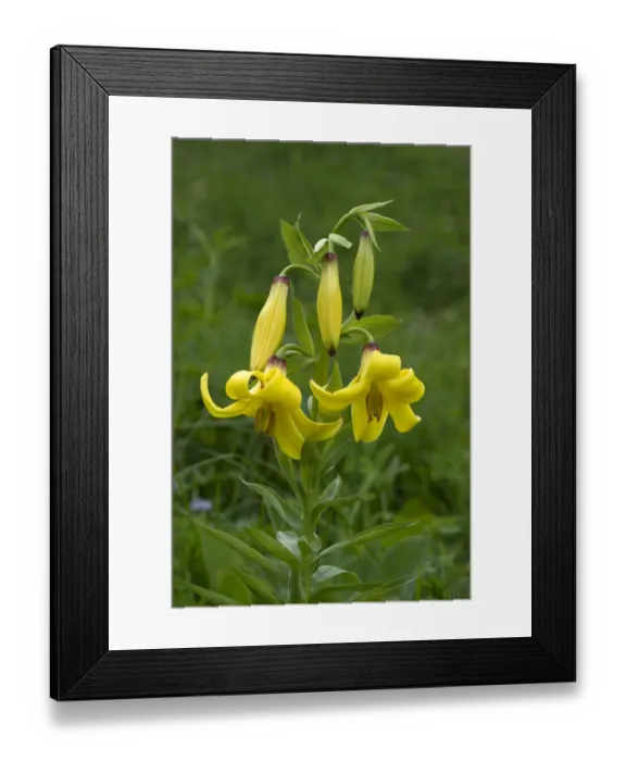Framed Print : Caucasian lily (Lilium monadelphum), Caucasus, Russia. June