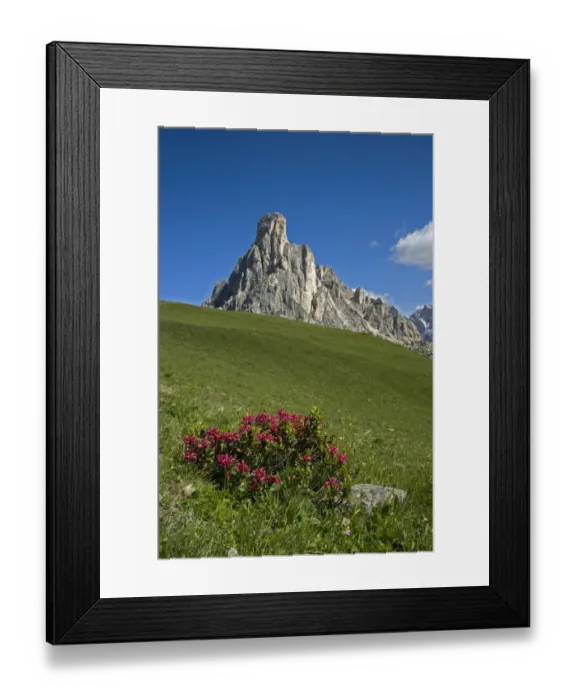 Framed Print : Alpine rose (Rhododendron ferrugineum) in montane grassland above treeline Framed Print : Alpine rose (Rhododendron ferrugineum) in montane grassland above treeline