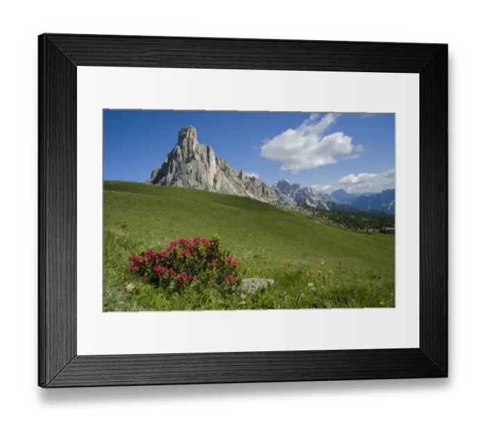 Framed Print : Alpine rose (Rhododendron ferrugineum) in montane grassland above treeline Framed Print : Alpine rose (Rhododendron ferrugineum) in montane grassland above treeline
