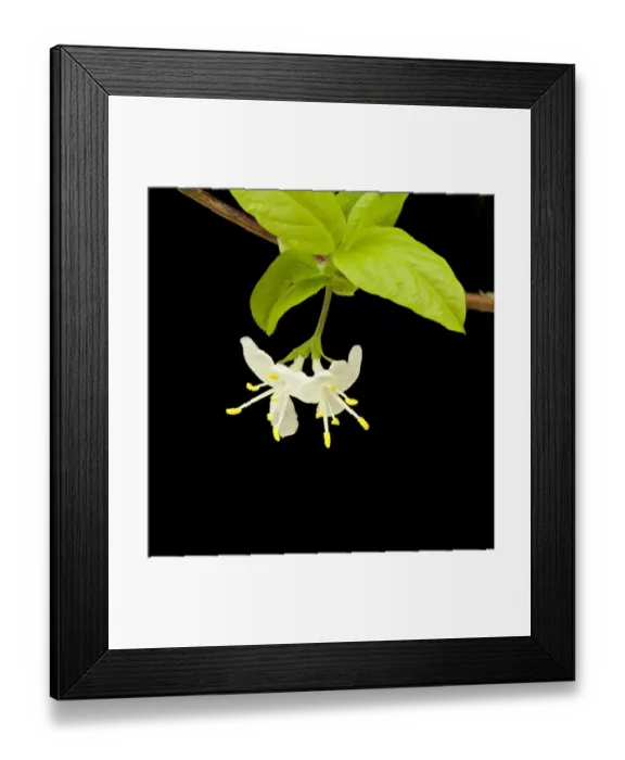 Framed Print : Sweet breath of spring (Lonicera fragrantissima) in garden, Surrey, England, UK. Native to China Framed Print : Sweet breath of spring (Lonicera fragrantissima) in garden, Surrey, England, UK. Native to China