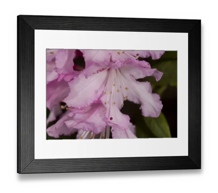 Framed Print : Rhododendron (Rhododendron sp) flower, anthers and red stigma visible. Garden in Surrey Framed Print : Rhododendron (Rhododendron sp) flower, anthers and red stigma visible. Garden in Surrey
