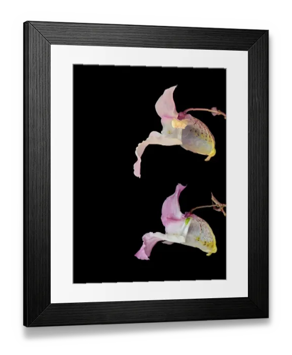 Framed Print : Himalayan balsam (Impatiens glandulifera), dissection of flowers. Male phase above Framed Print : Himalayan balsam (Impatiens glandulifera), dissection of flowers. Male phase above