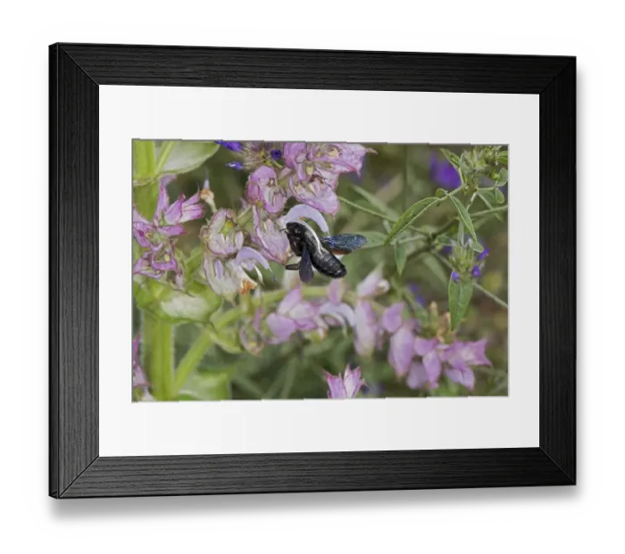 Framed Print : Carpenter bee (Xylocopa sp) nectaring on Clary sage (Salvia sclarea) Framed Print : Carpenter bee (Xylocopa sp) nectaring on Clary sage (Salvia sclarea)