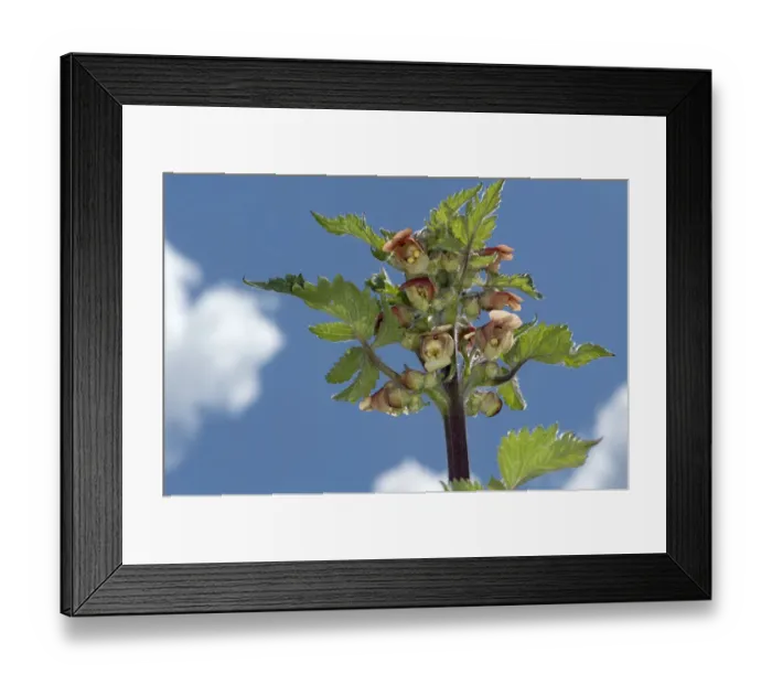 Framed Print : Figwort (Scrophularia grandiflora) against sky Framed Print : Figwort (Scrophularia grandiflora) against sky