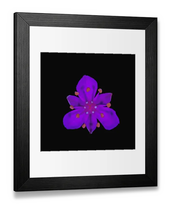 Framed Print : Flowering rush (Butomus umbellatus), drops of nectar fluorescing in UV light. Surrey, England, UK
