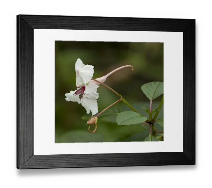 Framed Print : Grand balsam (Impatiens grandis) with long spur. Pollinated by butterflies, native to India Framed Print : Grand balsam (Impatiens grandis) with long spur. Pollinated by butterflies, native to India