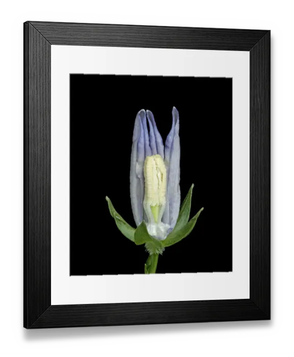Framed Print : Peach leaved bellflower (Campanula persicifolia) dissection, petals removed to show Framed Print : Peach leaved bellflower (Campanula persicifolia) dissection, petals removed to show
