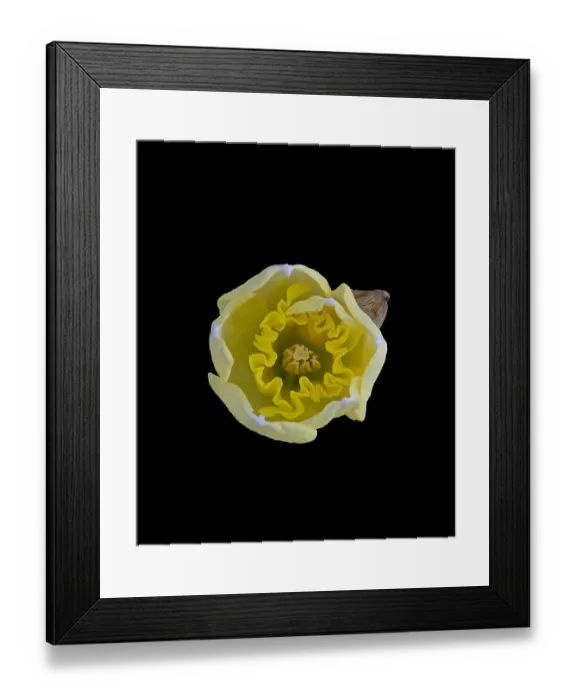 Framed Print : Daffodil (Narcissus sp) opening, view from above. Focus stacked