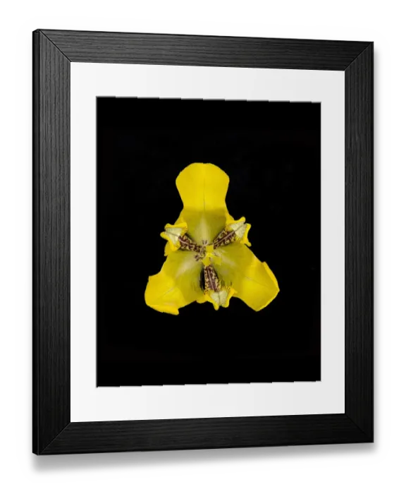 Framed Print : Water tulip (Cypella aquatilis) from above, in garden pond. Native to Brazil Framed Print : Water tulip (Cypella aquatilis) from above, in garden pond. Native to Brazil