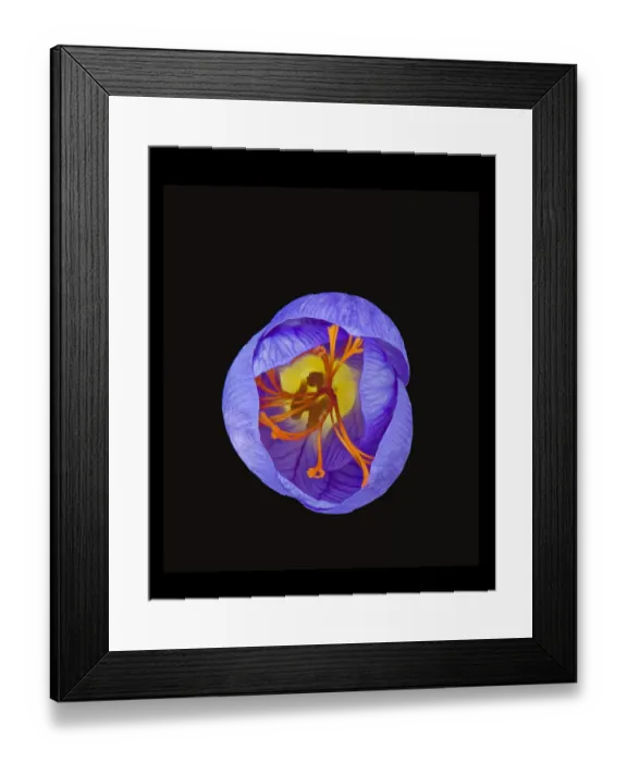 Framed Print : Crocus (Crocus sp) flower from above, closing in evening. Focus stacked